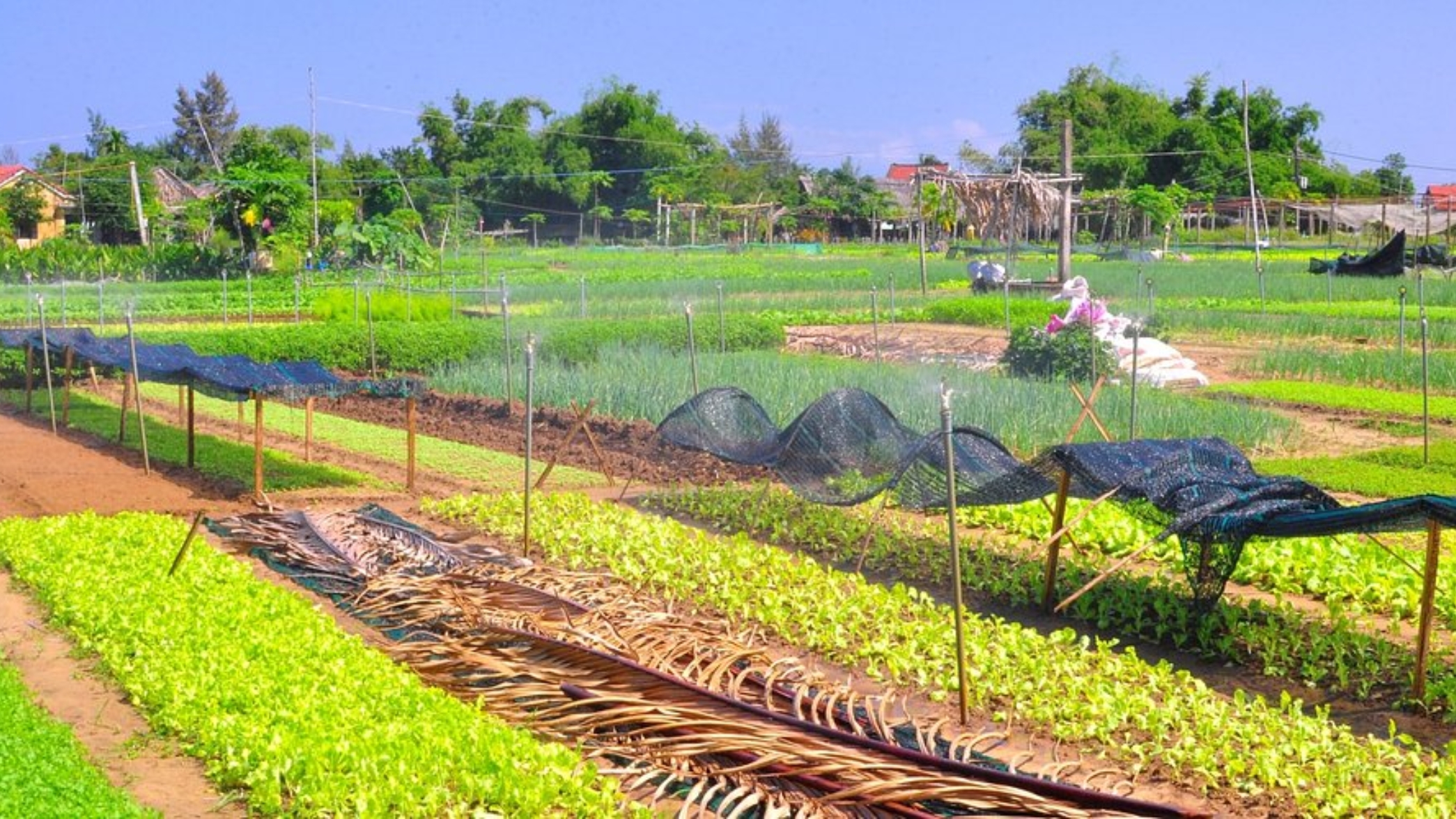Tra Que Vegetable Village Eco Tour Private Car